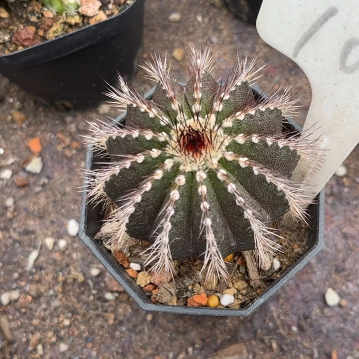 空*103实生优博球好养皮实