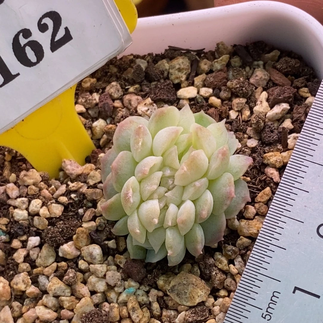 7162梦幻泡影缀化…………