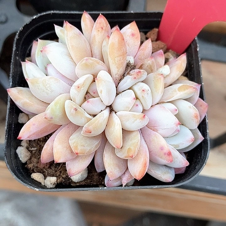多肉植物雪天使3120