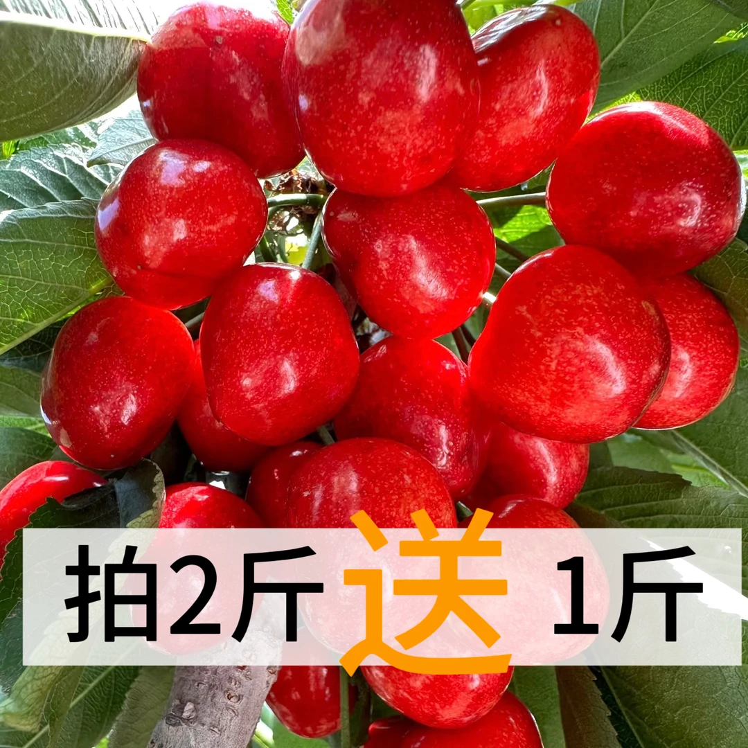 【送1斤】大连樱桃【3斤装】沙王大樱桃 现摘现发顺丰包邮1-5J新鲜水果沙王