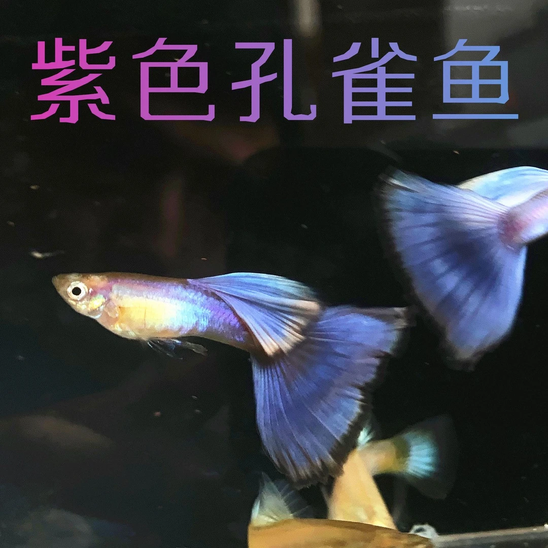 拉茱莉紫尾孔雀鱼