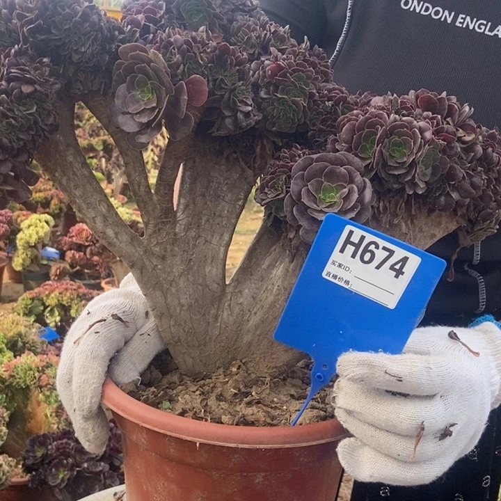 真***心674欧紫缀化老桩老桩