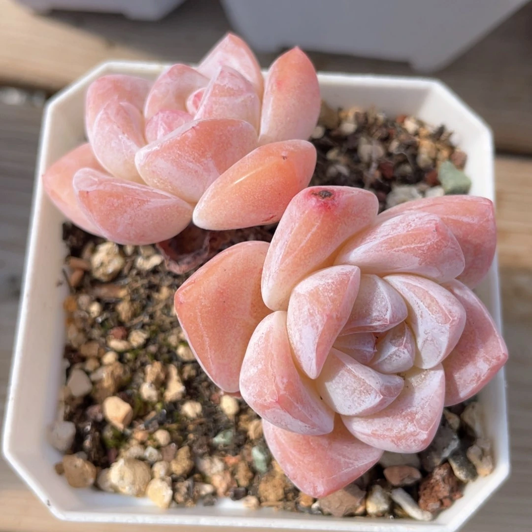 优选冰玉福利1437