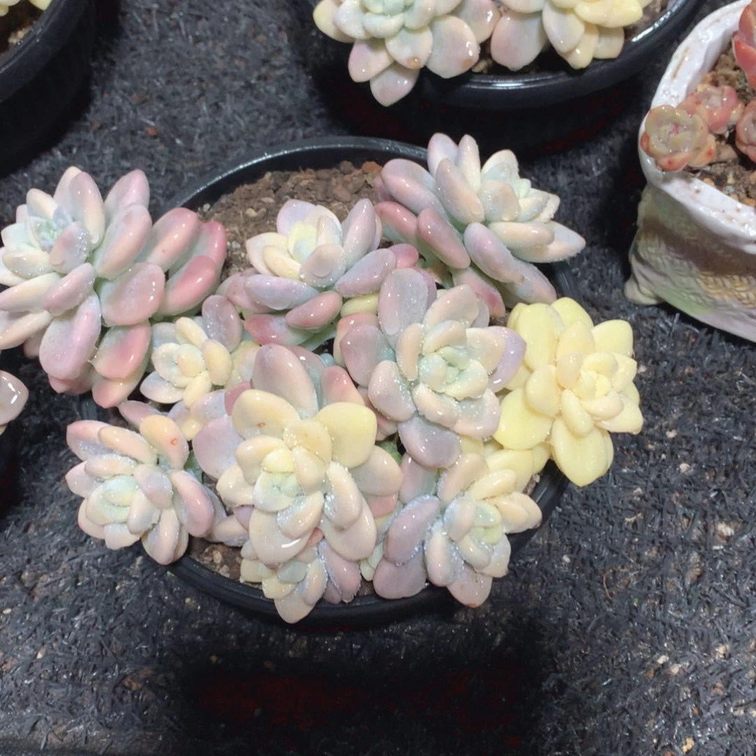 多肉植物多肉植物洛神锦