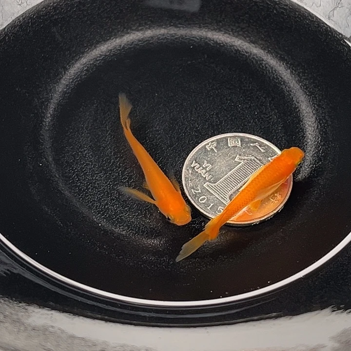 青鳉鱼真长鳍小野红帝2条50号
