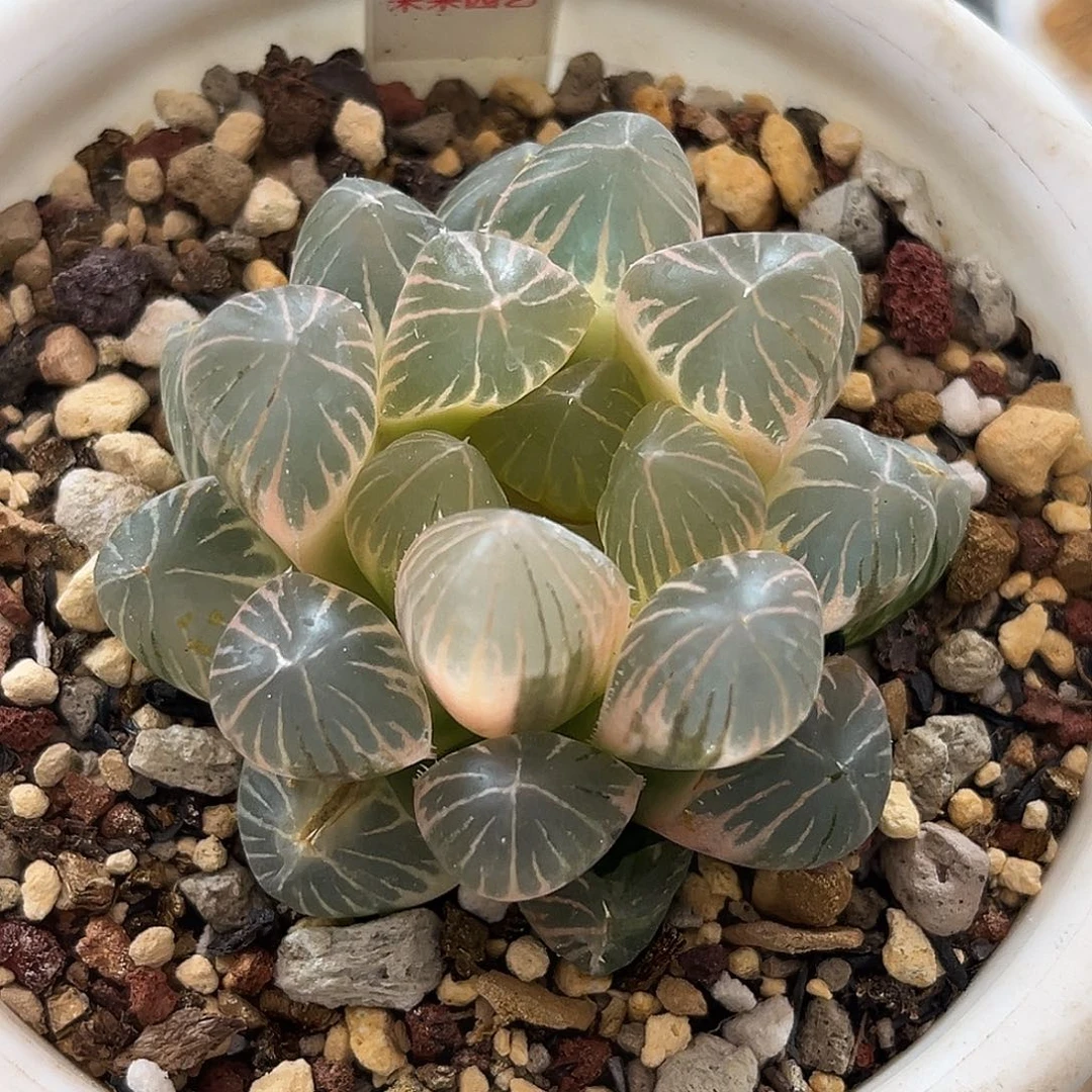 32糊斑龙爪玉露锦福利福利