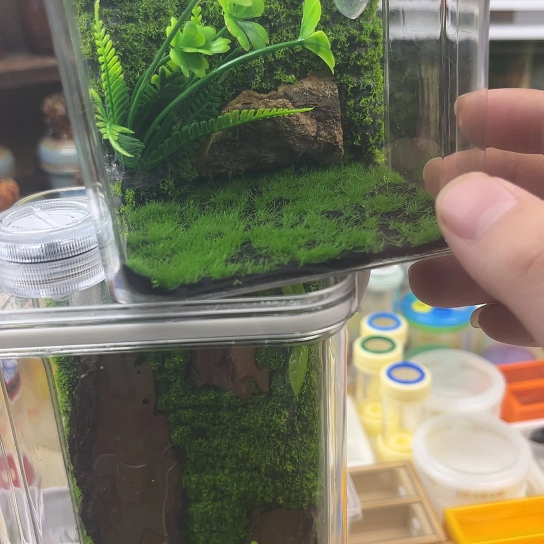 一大一小生态箱一蛙纺一扎嘴