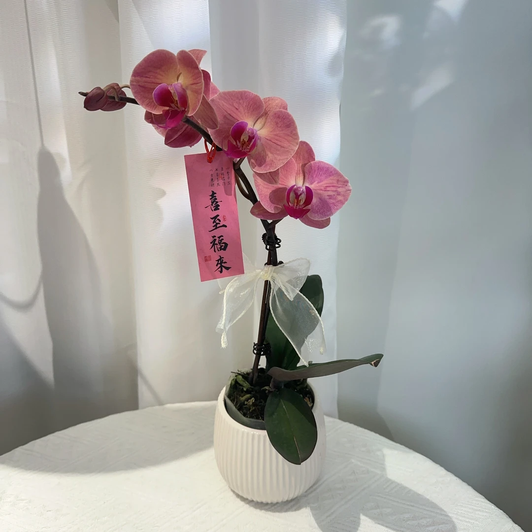 阡陌【欣欣向荣】红色大花高端蝴蝶兰 情人节限定款