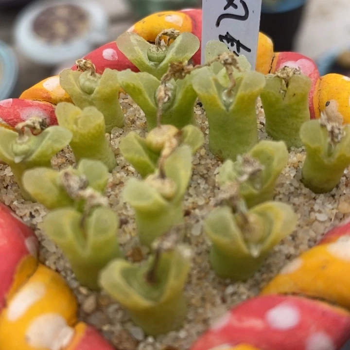 冰风铃一颗冰风铃