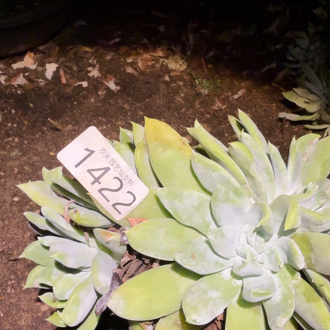 赛琳娜仙女杯多肉