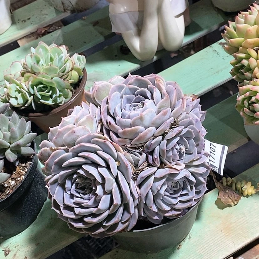 【闪购商品】杂17107