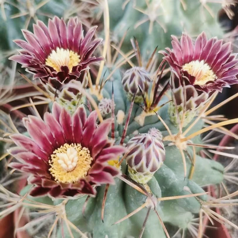 实生黑罗莎 开黑紫色花狂刺勾刺强刺精品仙人球 根系发达新手好养