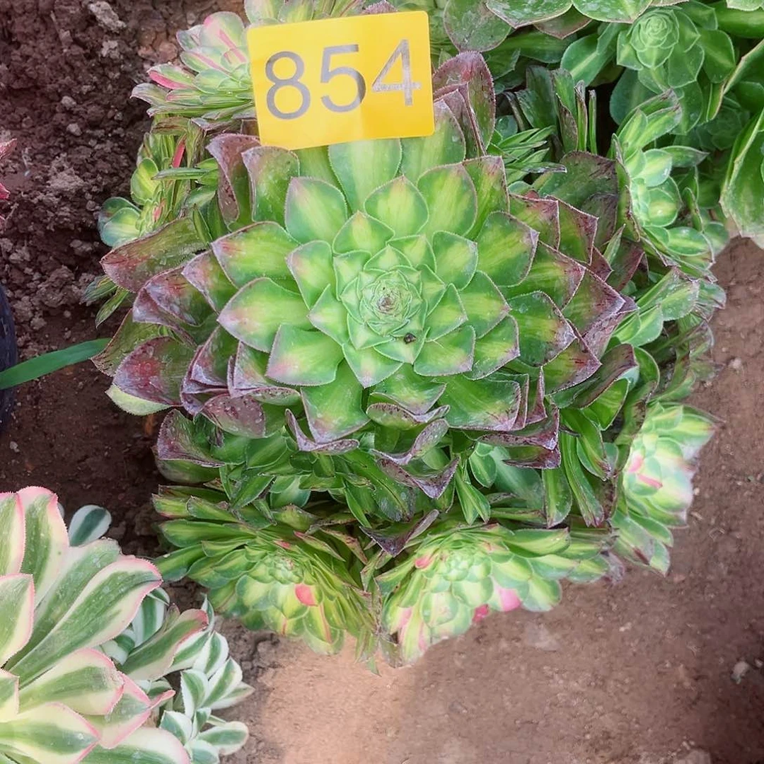 854知否多肉植物