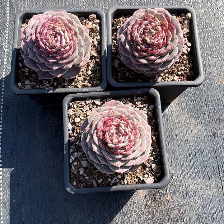 美**美多肉植物，天鹅绒3颗