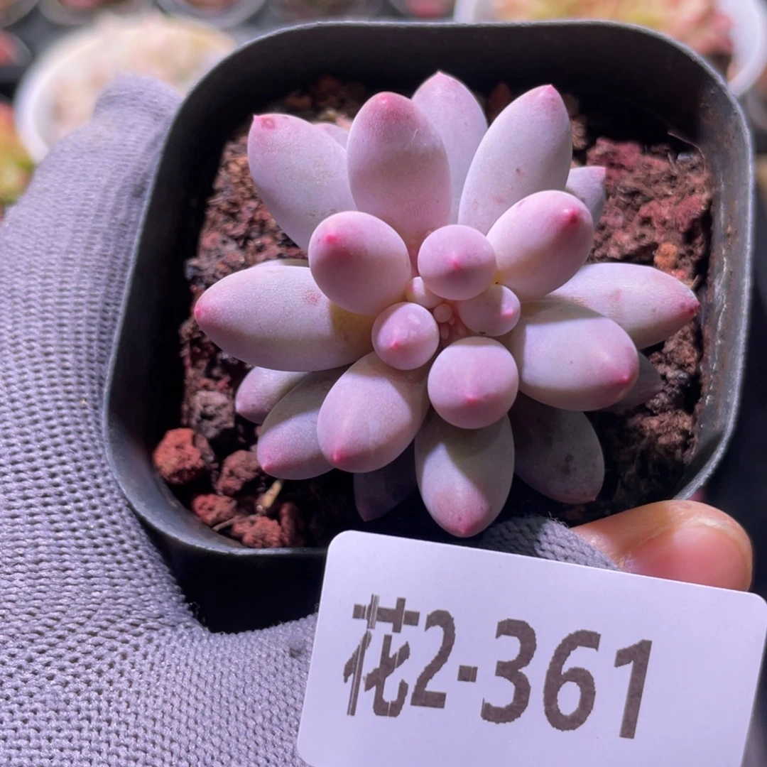 花利美2-361婴儿手指