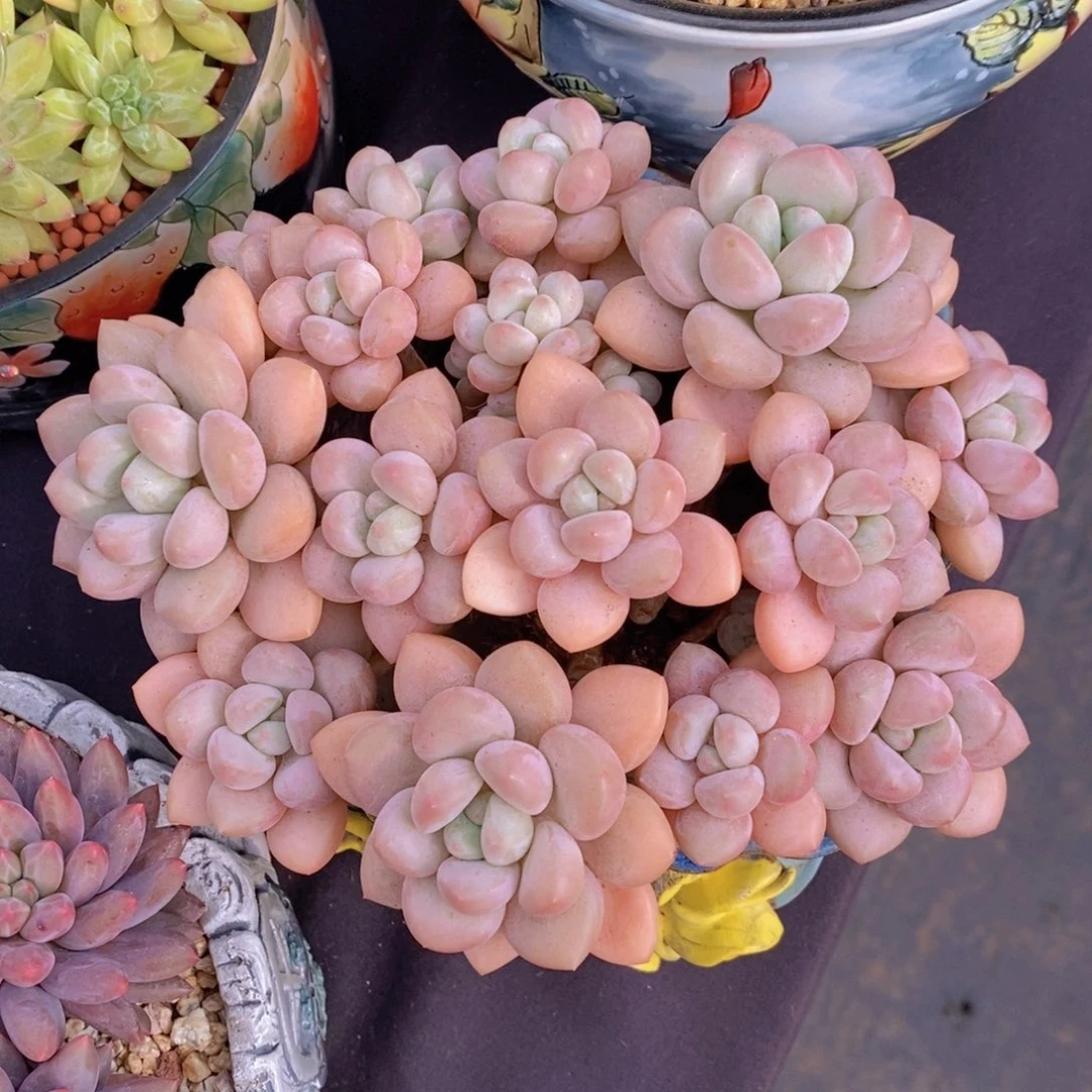 泡泡糖 一物一拍