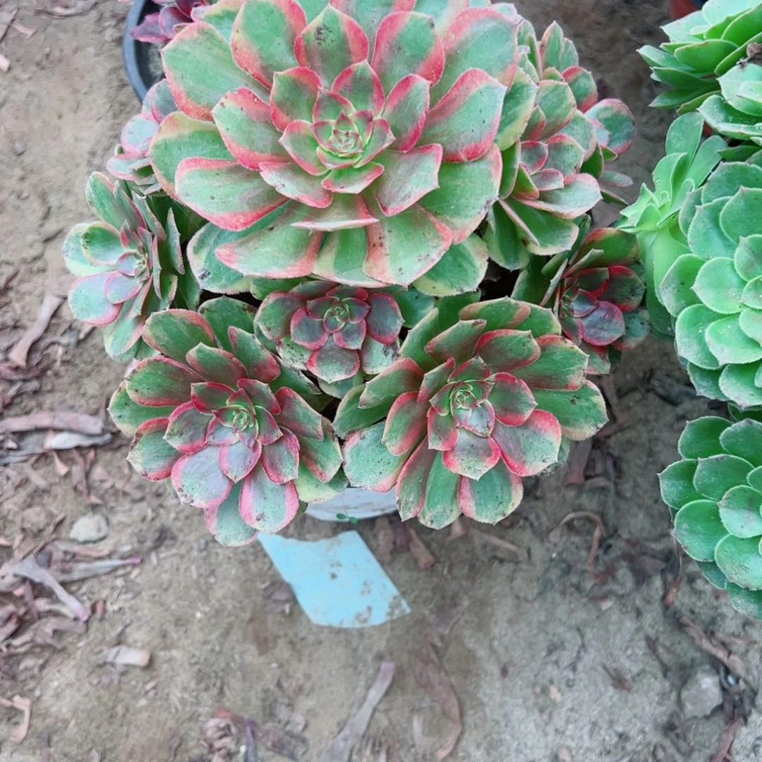 知***乐371万花筒多肉植物法师
