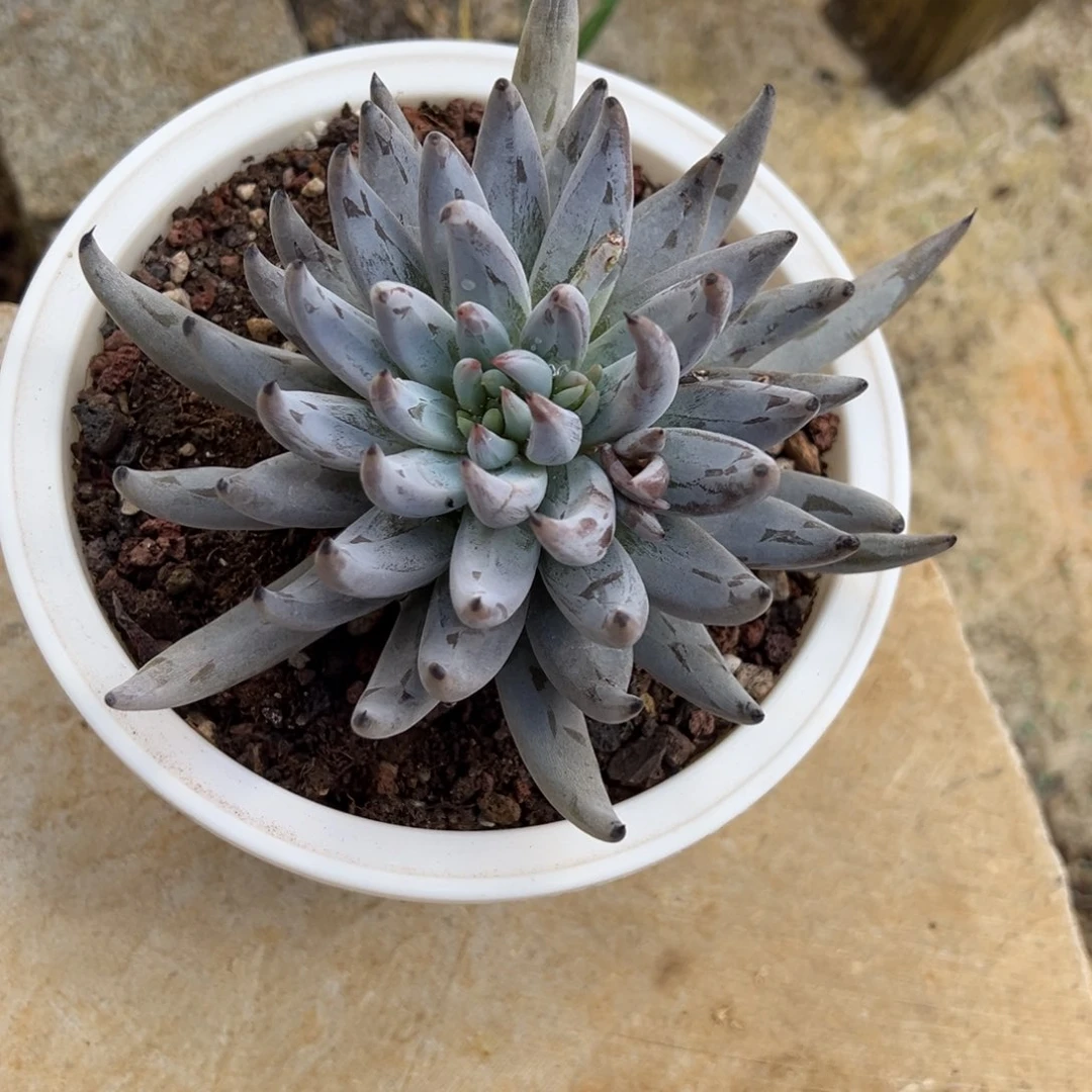 魔爪 单头 夏鸣园艺