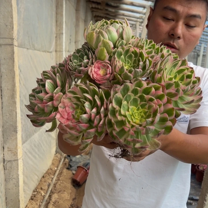 68.8粉体海王一颗包邮