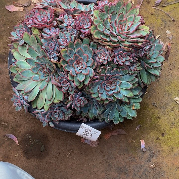 小***师给啦05076多肉多肉