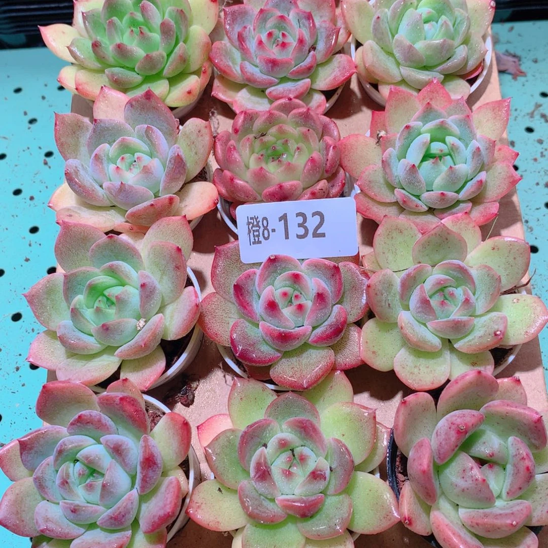 8-132一物一拍多肉带盆18颗