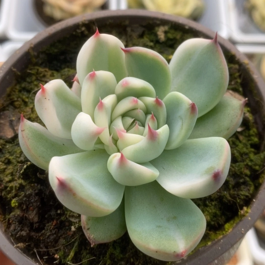 657锦锦锦锦锦锦锦锦