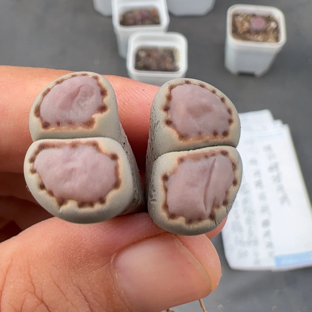 8.14好看的多肉脱土发货143