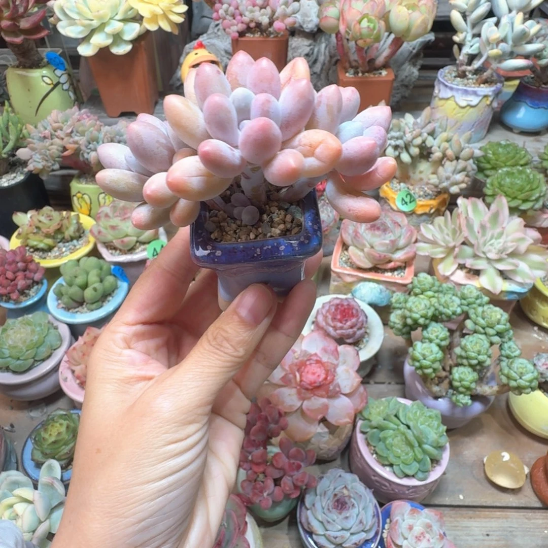 手指美人 多肉含盆土 一物一拍