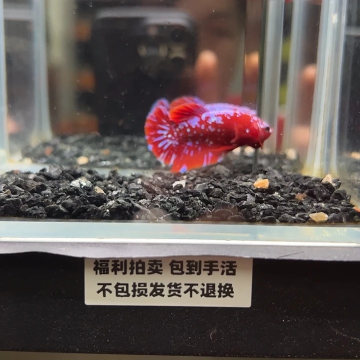 斗鱼竞拍跑单拉黑58