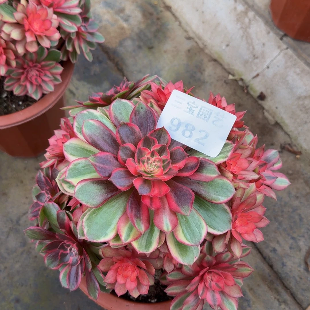 多肉植物982黑魔锦