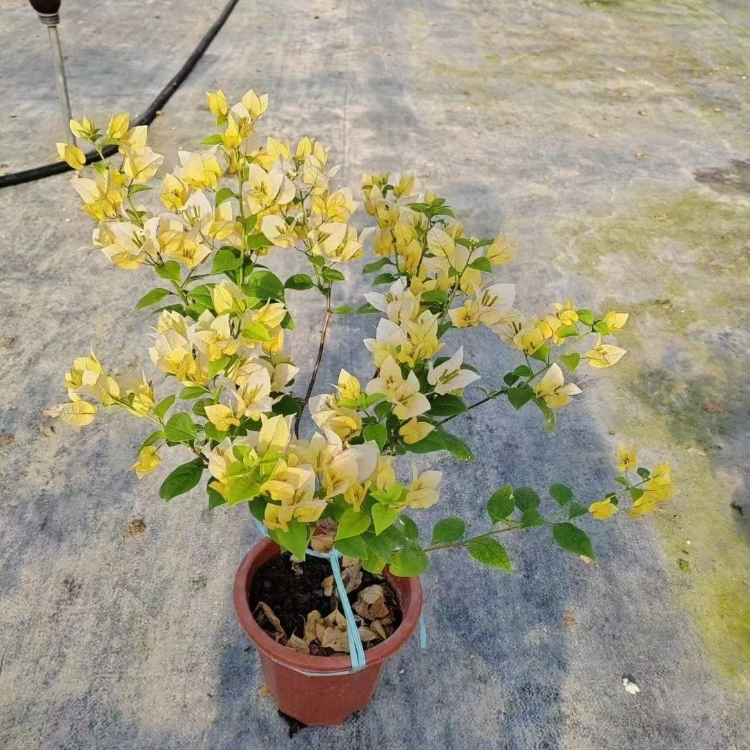 三角梅【苏瓦纳】盆栽四季开花耐寒耐热好养活庭院阳台花卉绿植