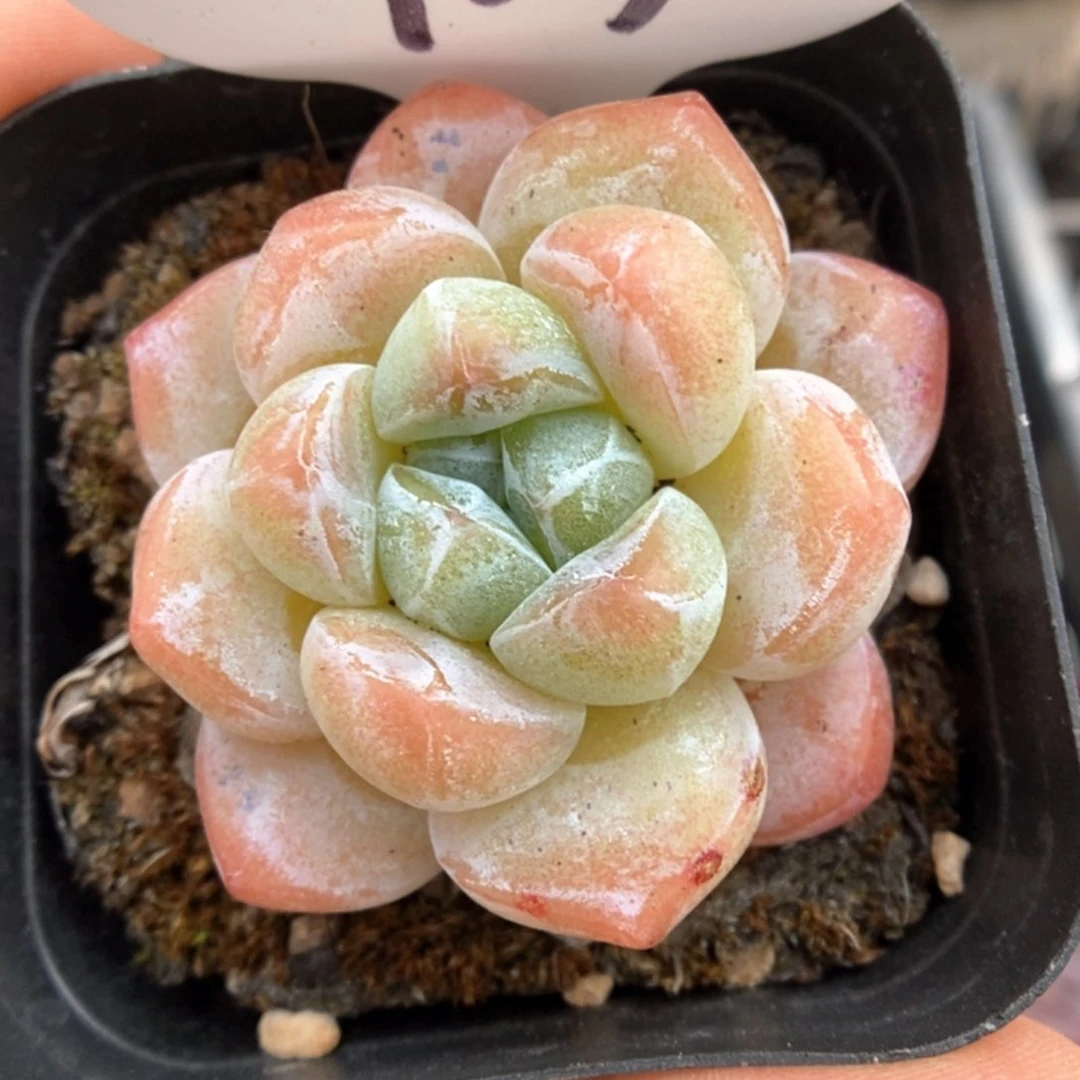 雪媚娘可拍723号。