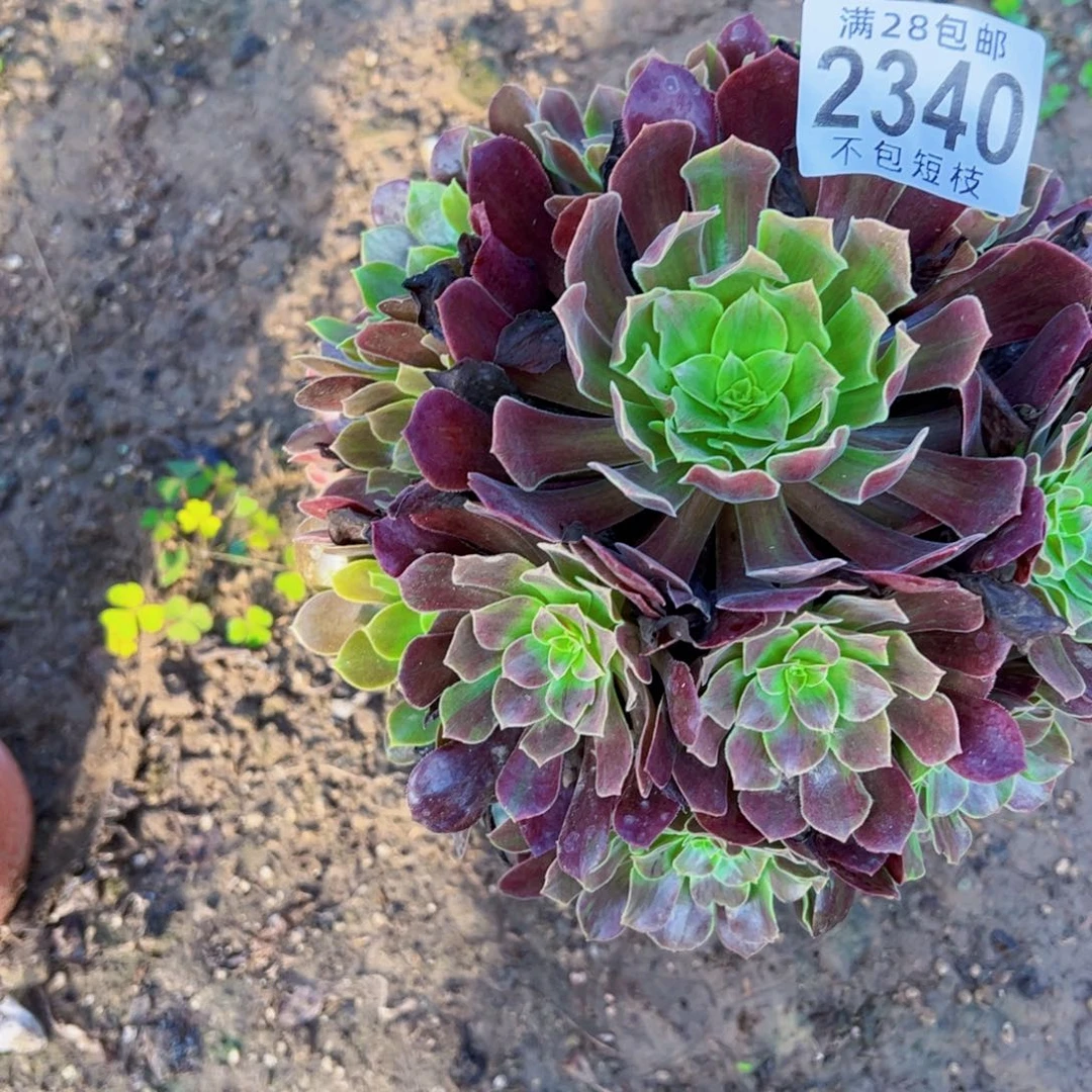 欧若拉多肉植物2340