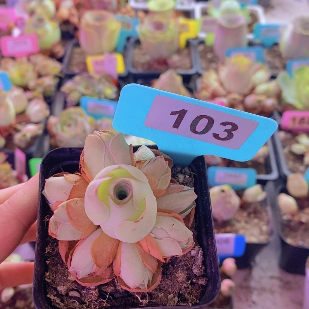 J***a山地玫瑰一物一拍103