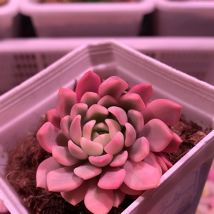 红宝石锦锦锦锦锦