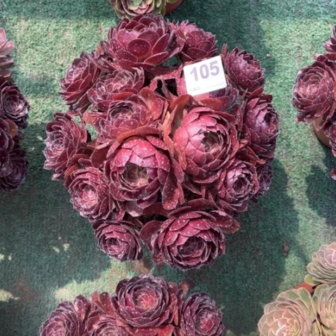 @***行105黑寡妇朵朵多肉