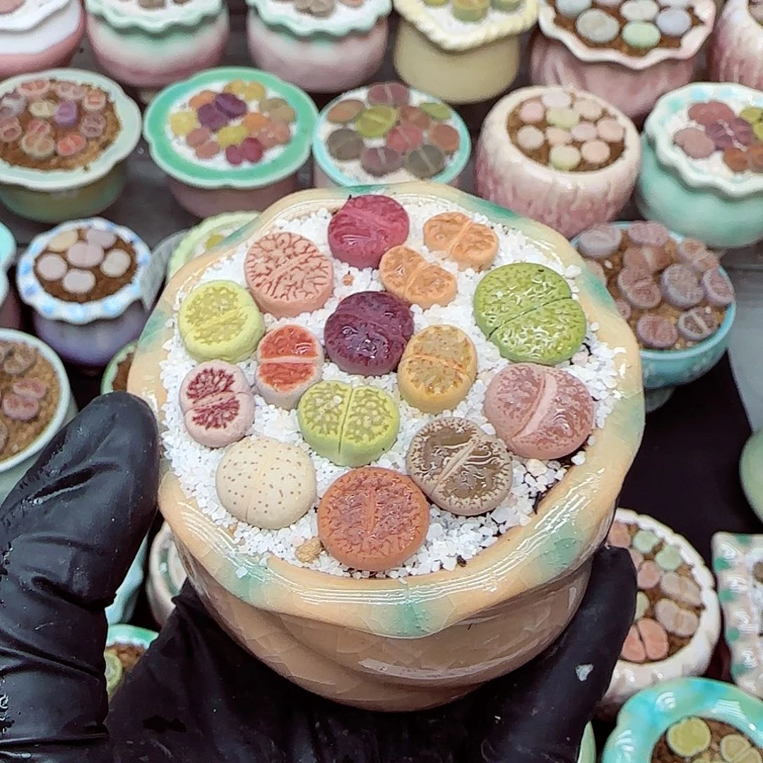 生石花满18包邮1207-151