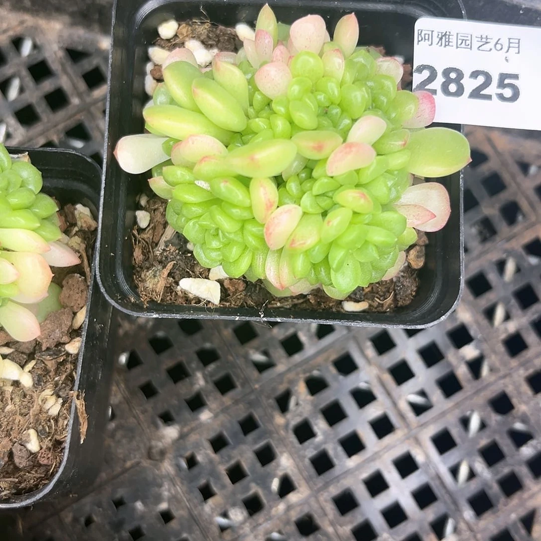 阿雅园艺。   2825珍珠麦秆