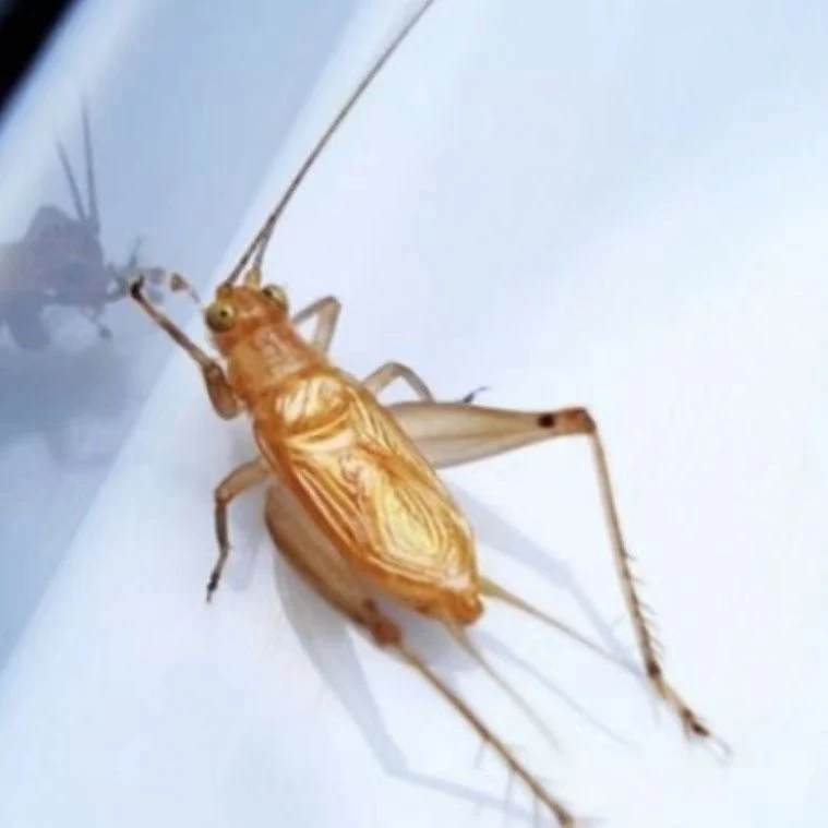 名家分房大黄蛉 叫声优美动听须子长包活到家