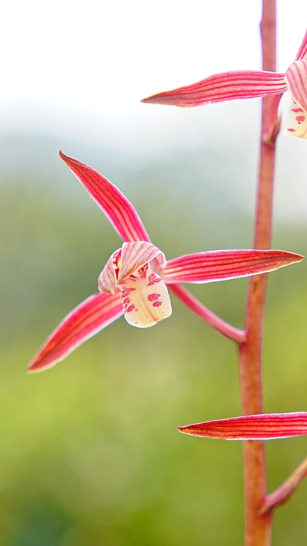 墨兰红花线艺胭脂红色花花高大