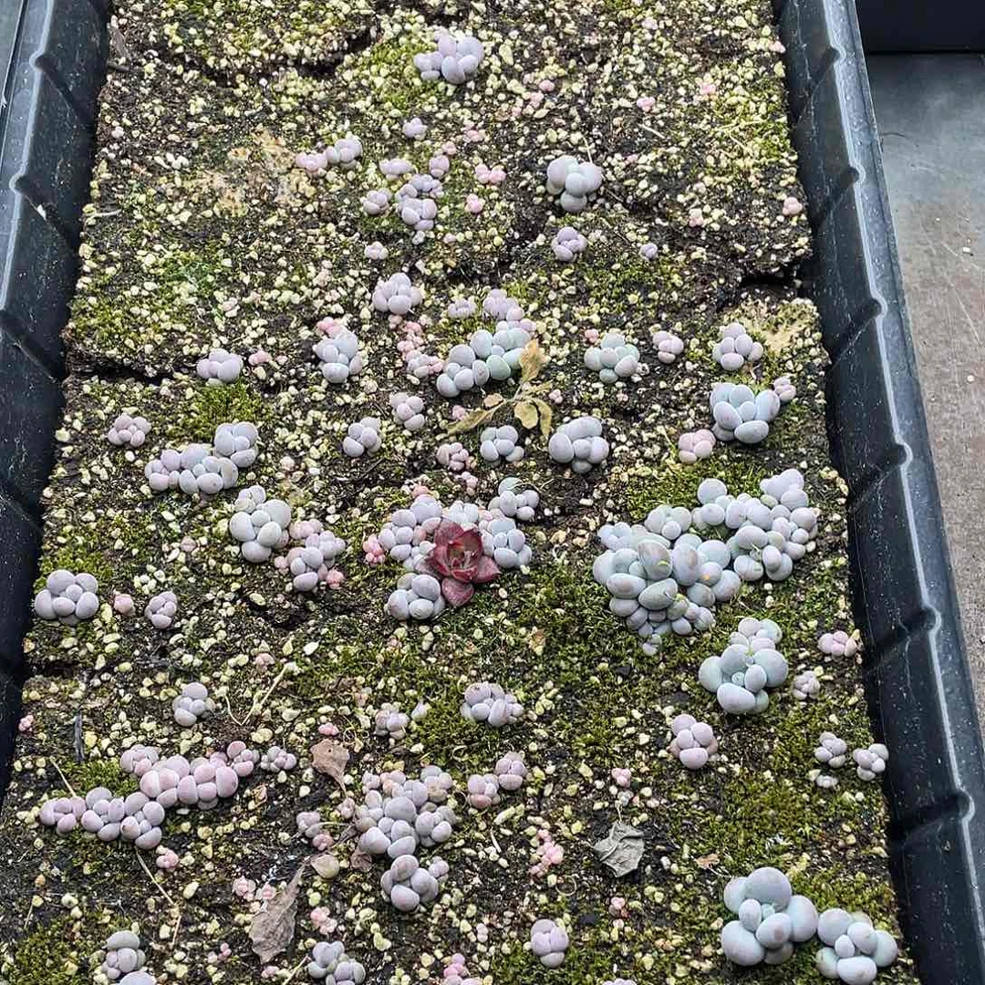 蓉*云糖心多肉植物393