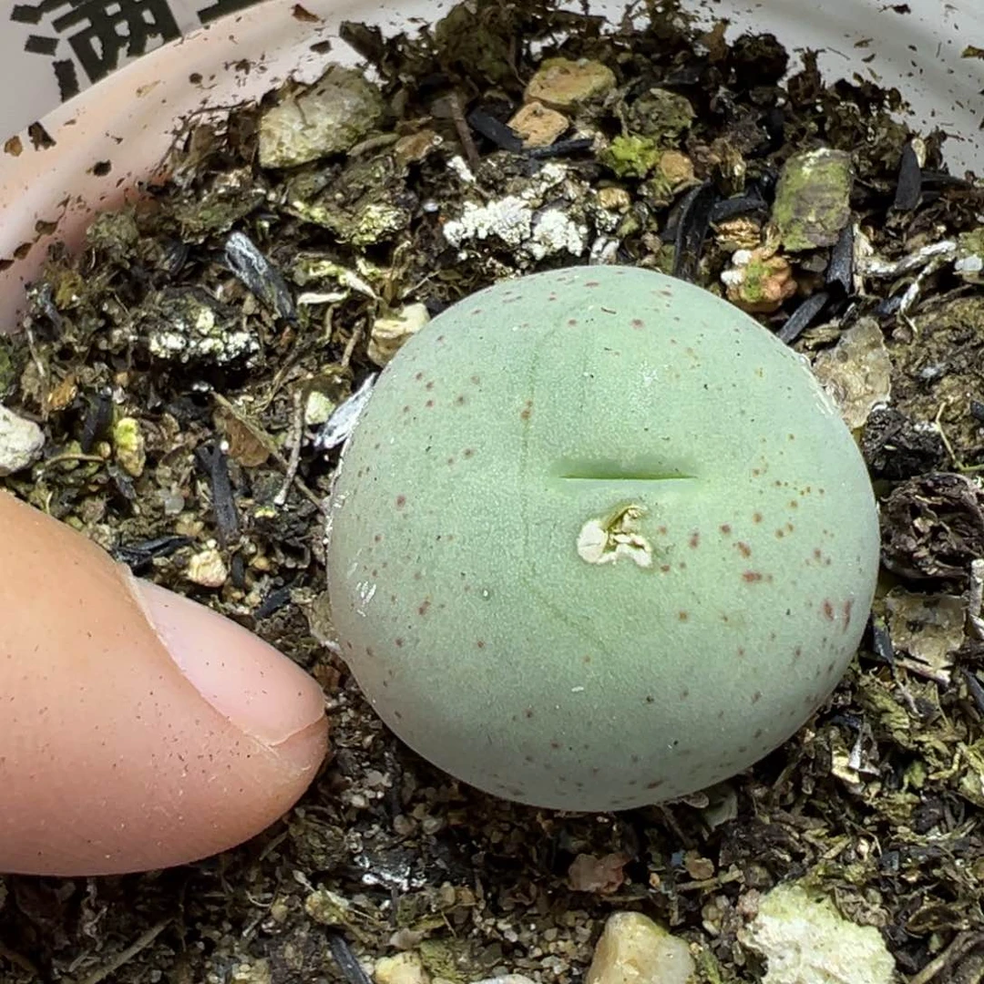 【闪购商品】396…….