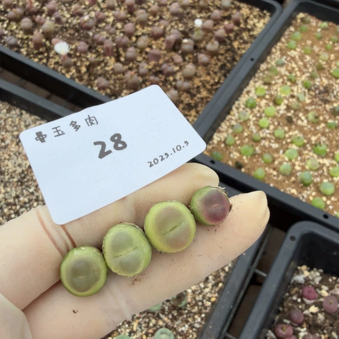 爱***静多肉多肉多肉10.5-028