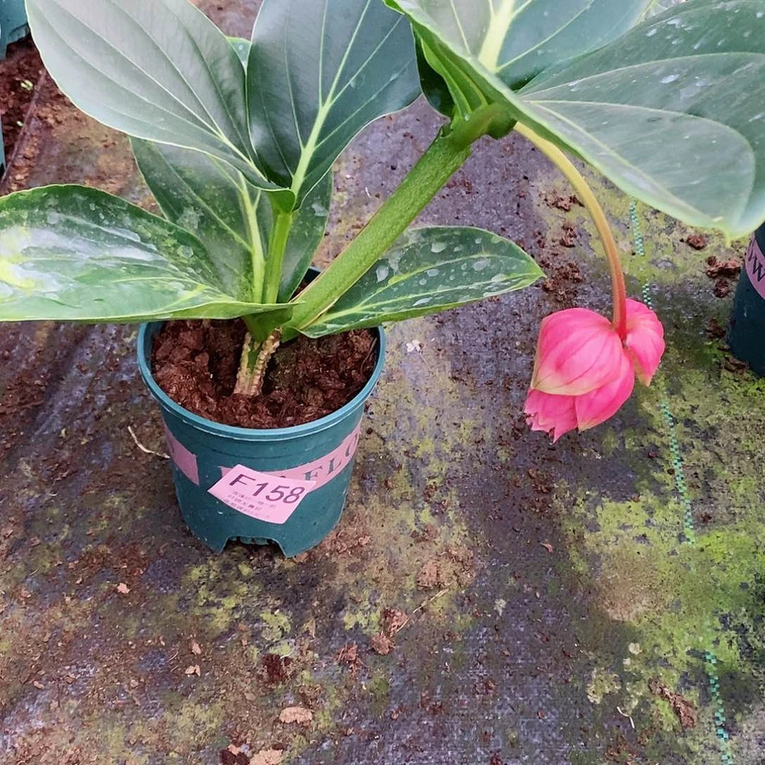 无花朵大*鸡木本花卉158