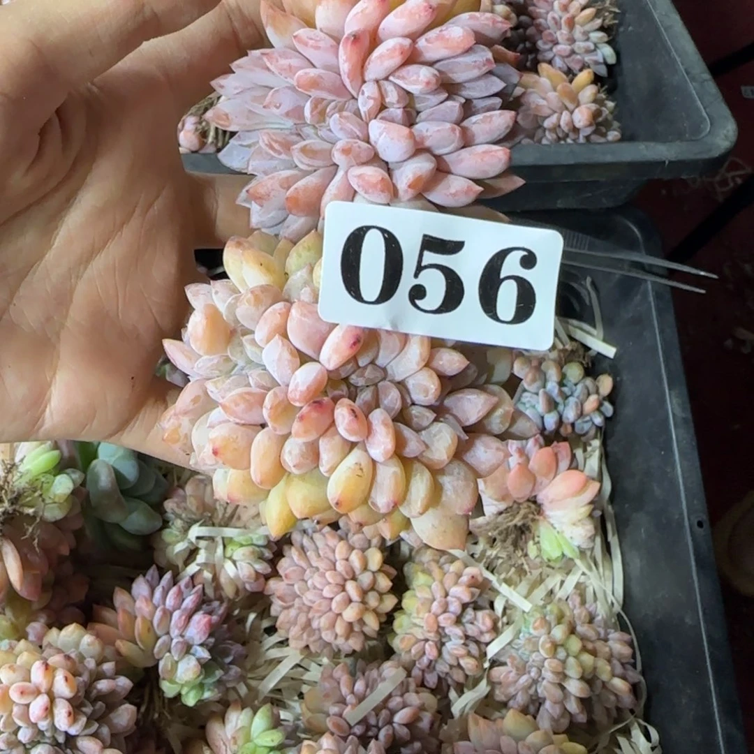 两颗一起一物一拍056橙梦露缀化