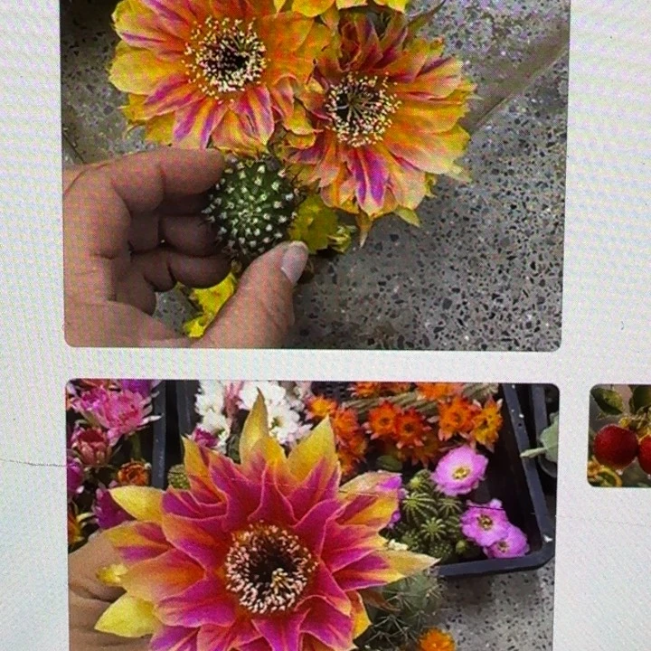 57丽花阳9歪3公分左右无根侧牙，20包邮