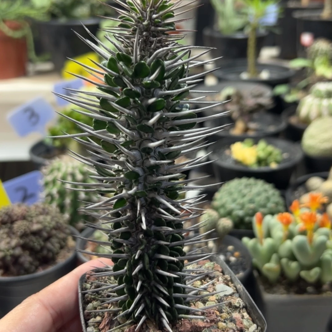 地狱魔针带盆111111