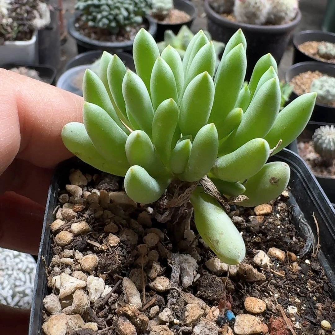 342卡拉菲厚敦菊脱土发货