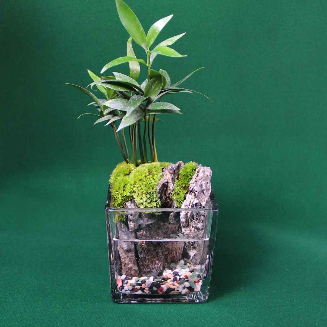 幸运竹~【10*10cm方缸】竹柏青龙石带水可养鱼桌面绿植景观
