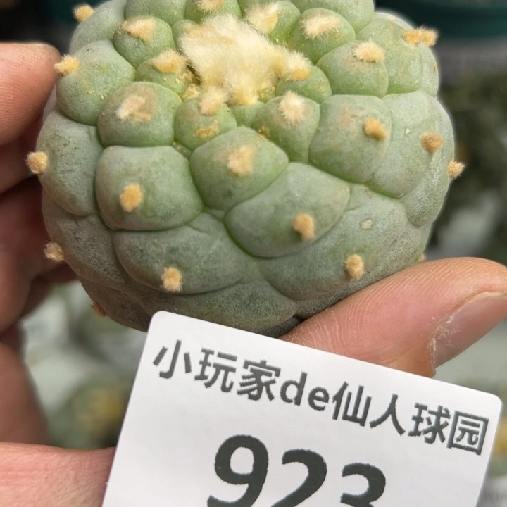 923可节后发货 可帮发根